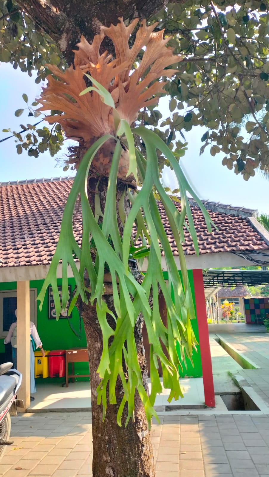 Paku tanduk rusa