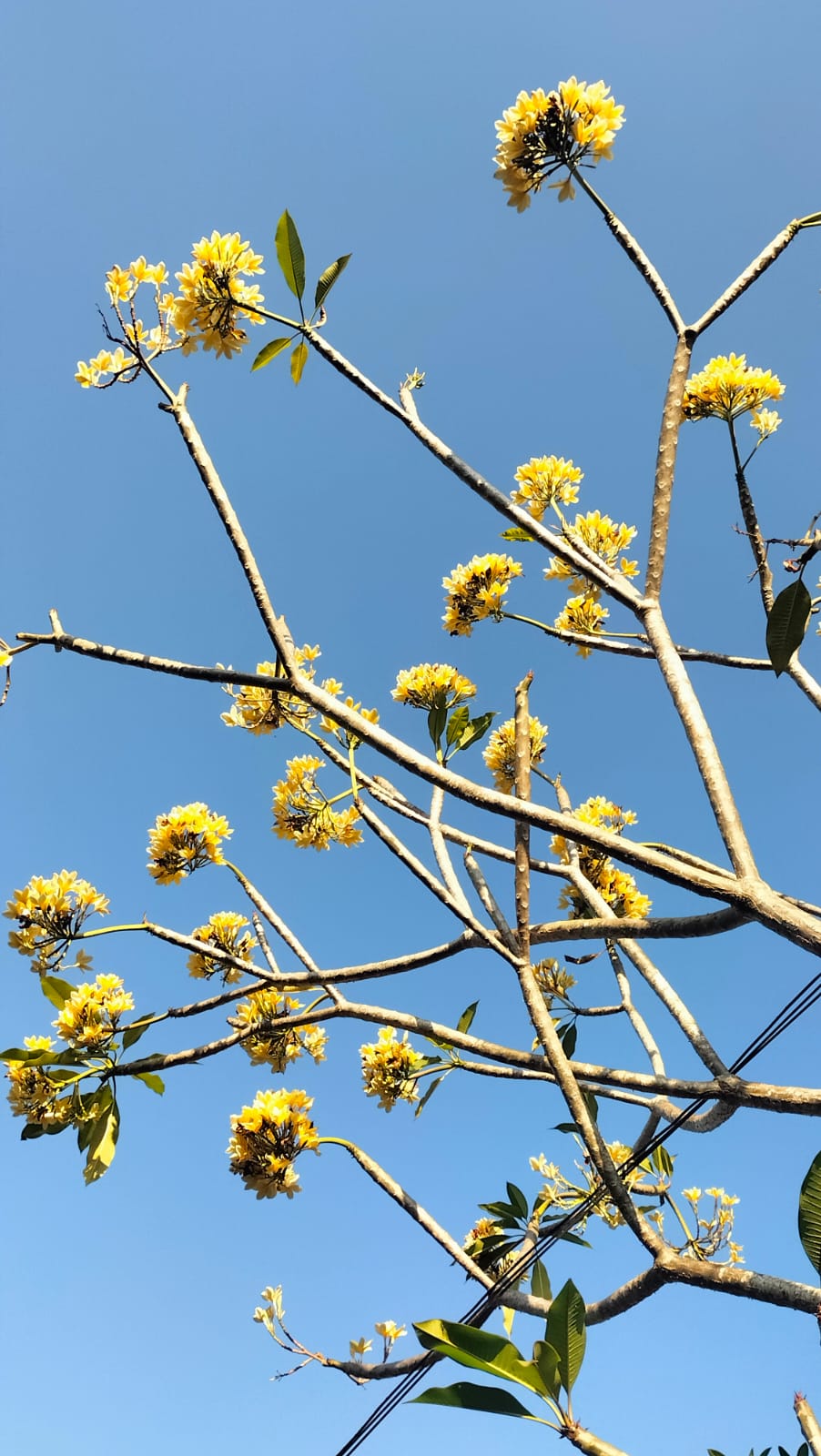 Kamboja Kuning (Frangipani)