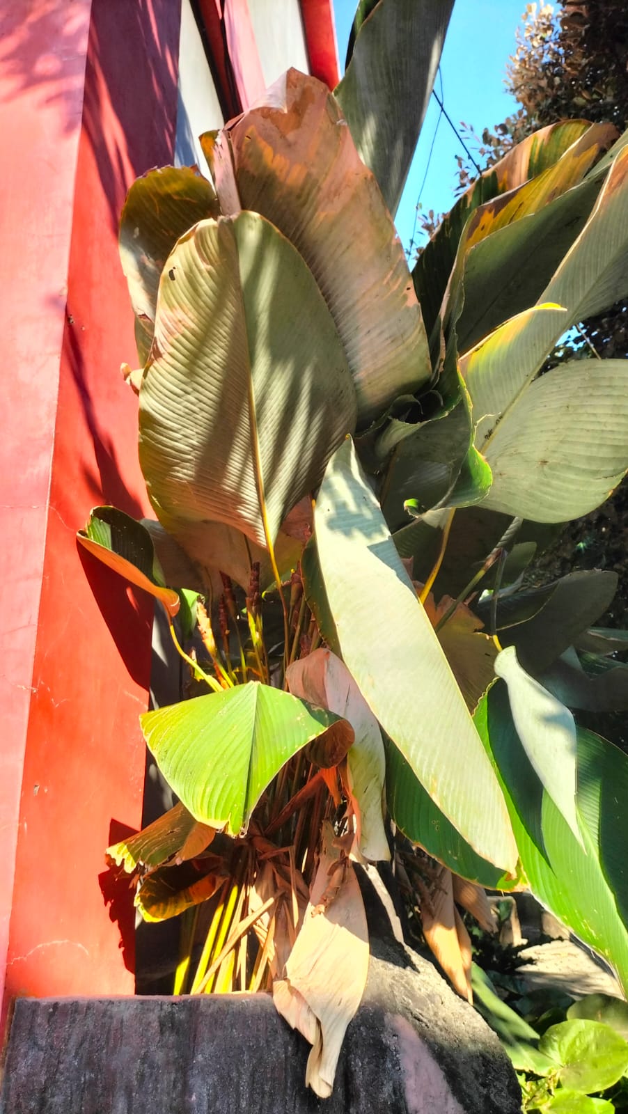 Kalatea Pisang (Meranti Sepat Pisang / Cuban Cigar)