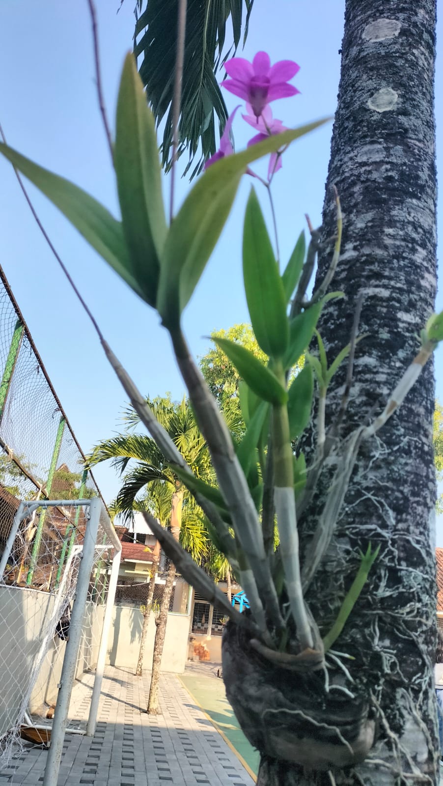 Anggrek Dendrobium