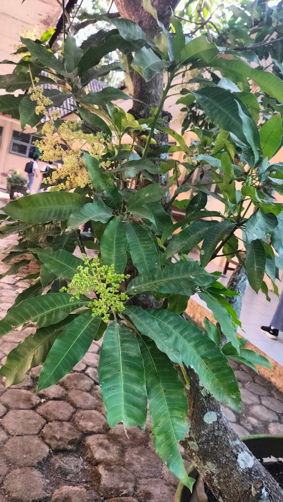 Mangga