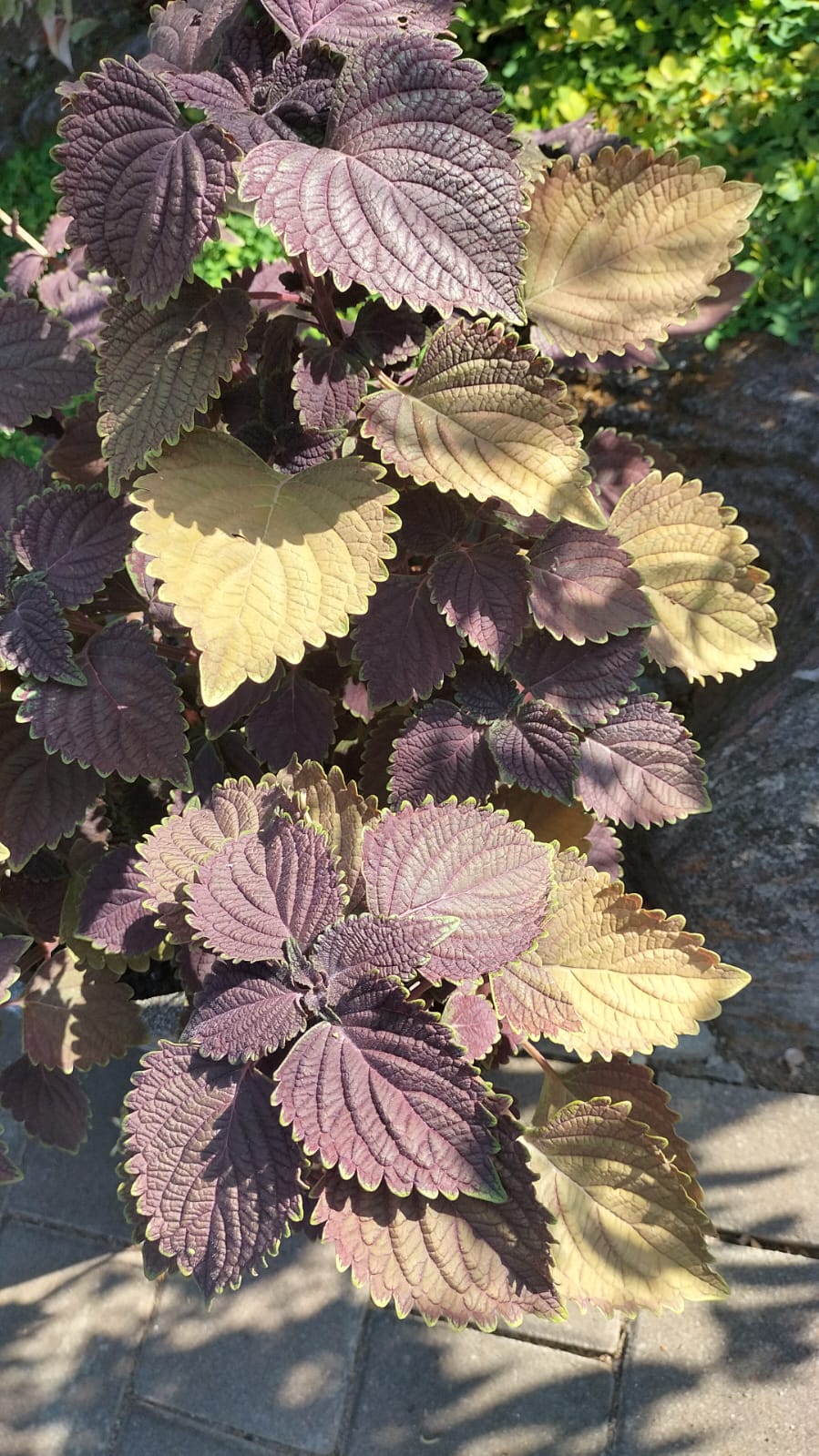 Kultivar coleus