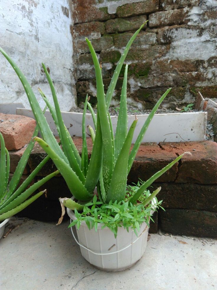 Lidah Buaya